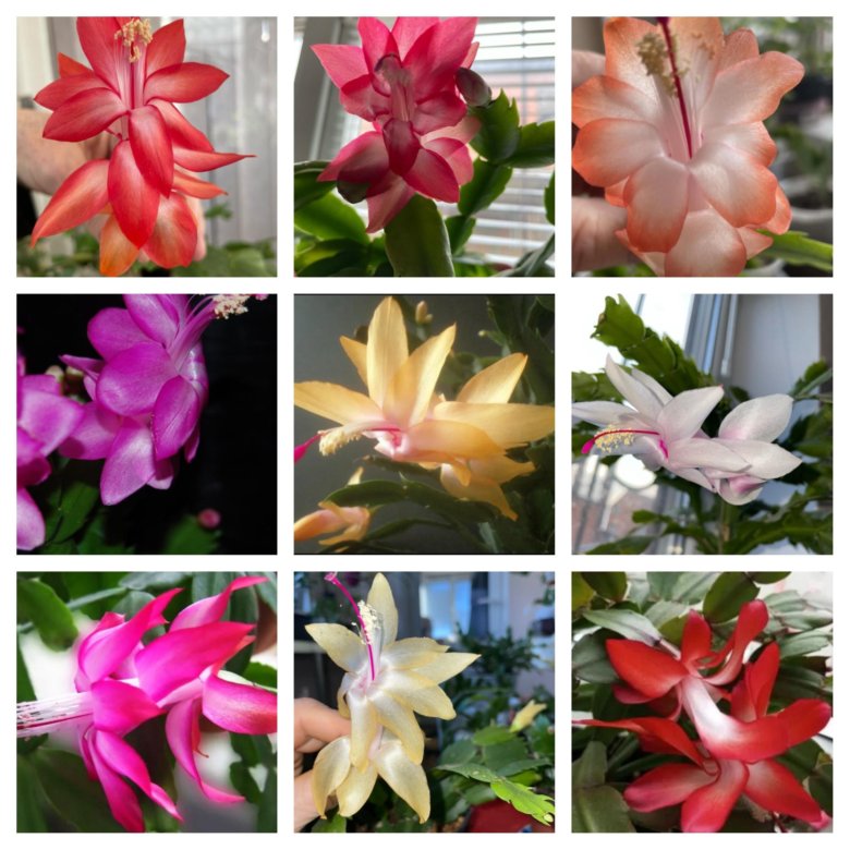 Декабрист шлюмбергера – купить в Ростове-на-Дону, цена 30 руб., дата ...