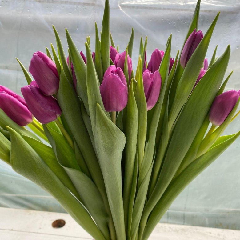 Тюльпаны – купить в Омске, цена 120 руб., продано 8 марта – Растения и ...