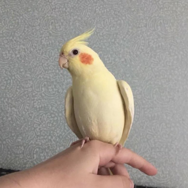 Заводчики попугая корелла. Корелла самка пестрая. Корелла жердочка большая. Корелла авито. Корелла на прогулке.