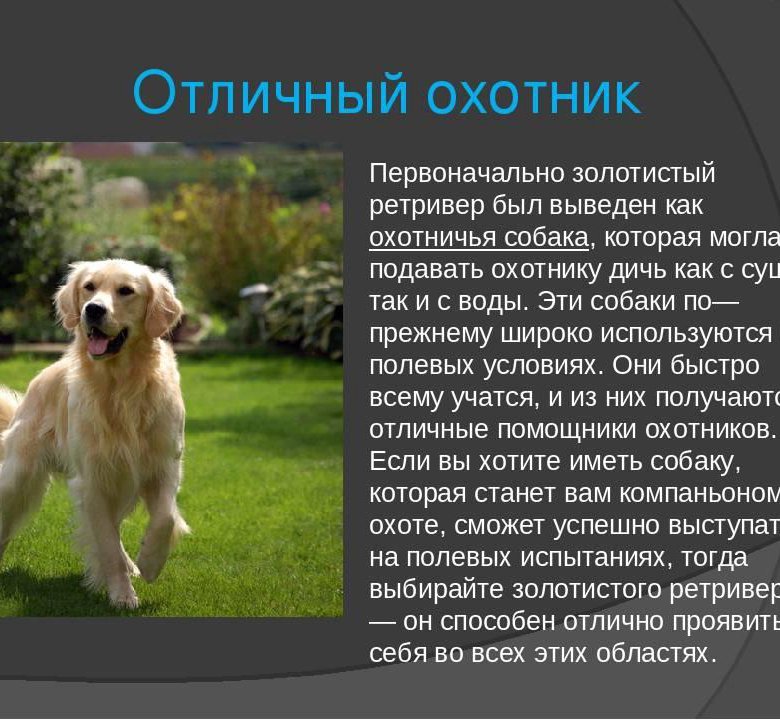 Как выглядит собака ретривер Отдам собаку - купить в Хабаровске, бесплатно, дата размещения: 06.03.2024 - Соб