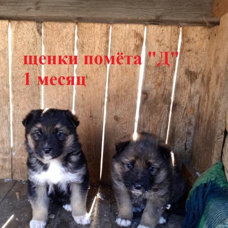 Щенки немецкой овчарки и аляскинского маламута – купить в Советской ...