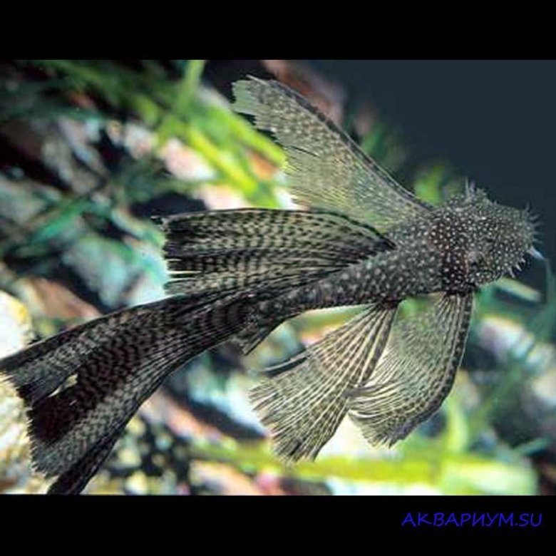 Сом Анцытрус прилипала – купить в Бийске, цена 50 руб., дата размещения ...