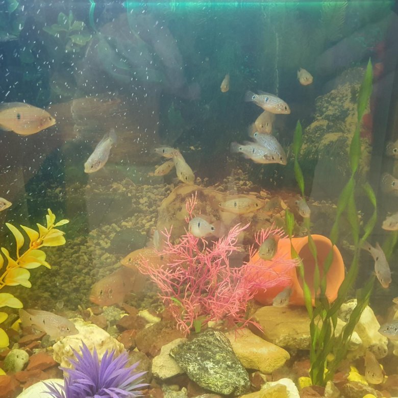 Мальки цихлид (хромис красавец) – купить в Москве, цена 100 руб., дата ...