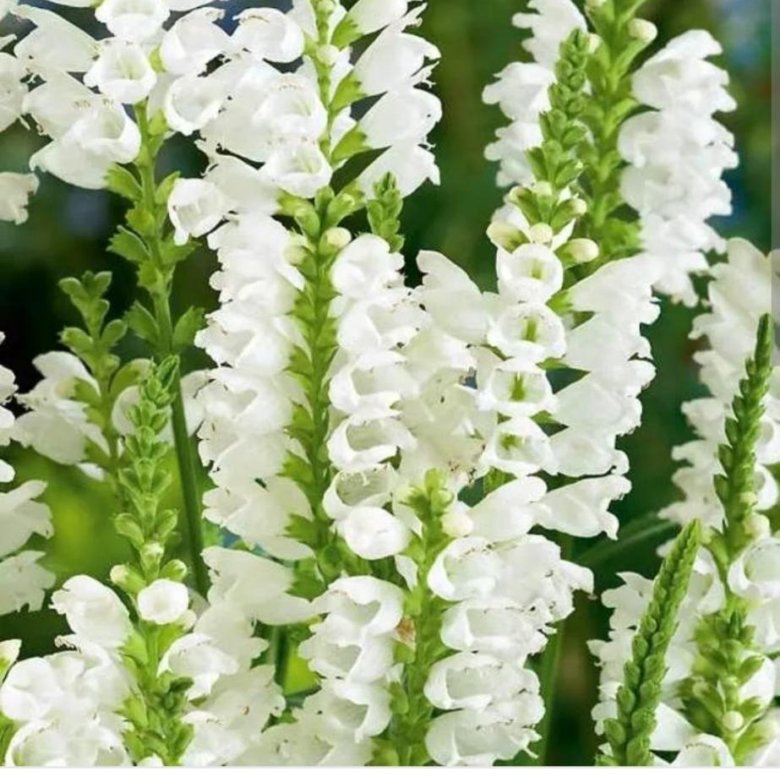 Физостегия "кристал пик". Физостегия кристалл пик вайт. Физостегия виргинская белая. Физостегия кристал пик вайт. Physostegia virginiana crystal peak white.