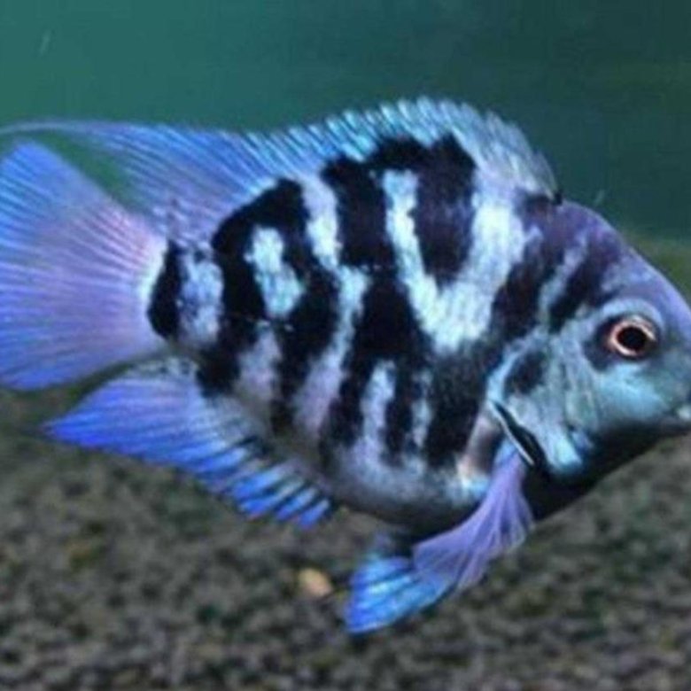 Попугай синий тигровый Hybrid Cichlid. Цихлида попугай голубая Панда. Аквариумная рыбка цихлида попугай. Аквариумная рыбка попугай сапфировый- Панда..