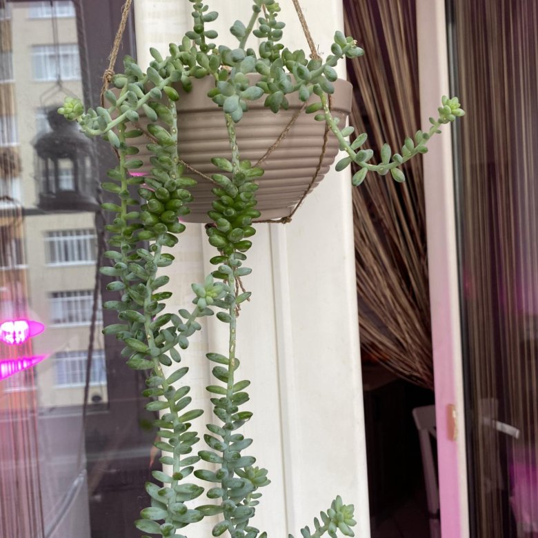 Ампельные растения – купить в Ставрополе, цена 200 руб., дата ...