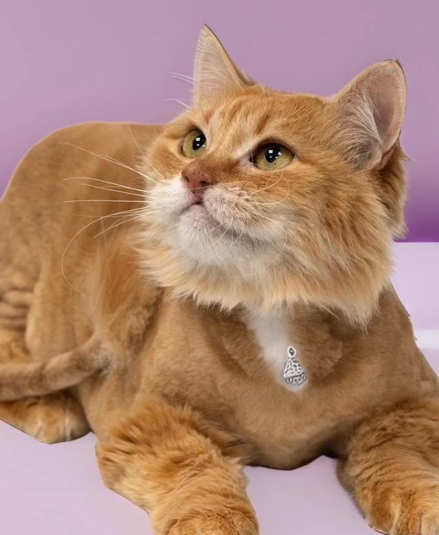 Сибирская рыже-белая кошка. В дар – купить в Москве, бесплатно, дата ...