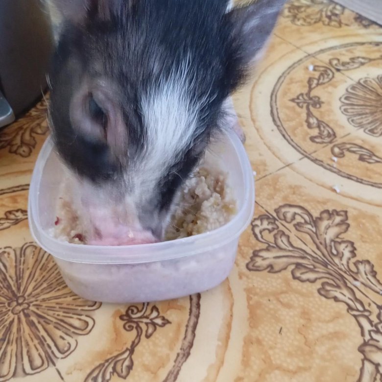 Минипиг – купить в Москве, цена 10 000 руб., дата размещения: 02.04. ...