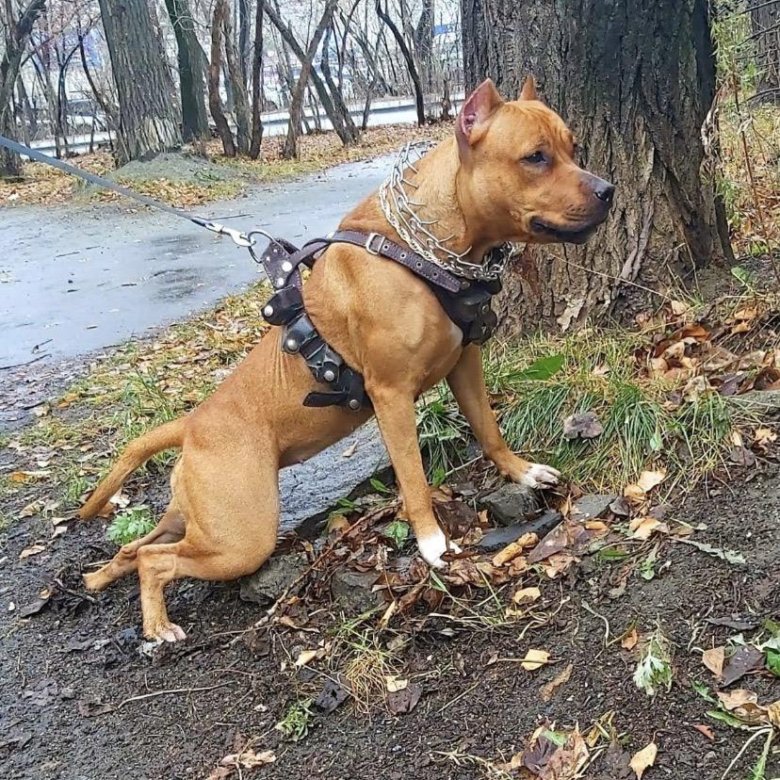 Купить Питбуля Щенка В Белгороде