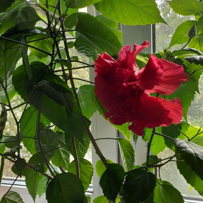 Гибискус – купить в Омске, цена 250 руб., дата размещения: 11.06.2024 ...