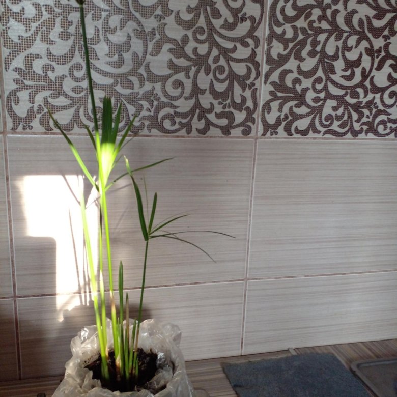 Циперус – купить в Хабаровске, цена 250 руб., продано 1 июля 2024 ...