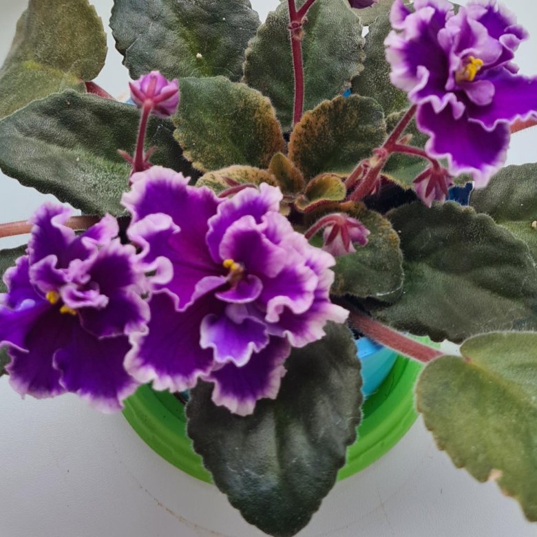 Фиалка – купить в Лесном, цена 200 руб., дата размещения: 01.06.2024 ...