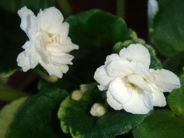 Маркиза дадоян. Фиалка 18. Фиалка 18. Фиалка 18. Н-каламбур фиалка.