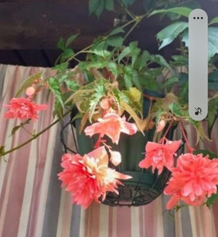 Черенки ампельной бегонии – купить в Колывани, цена 150 руб., дата ...