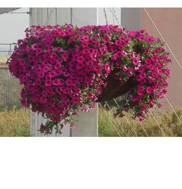 Петунья боится