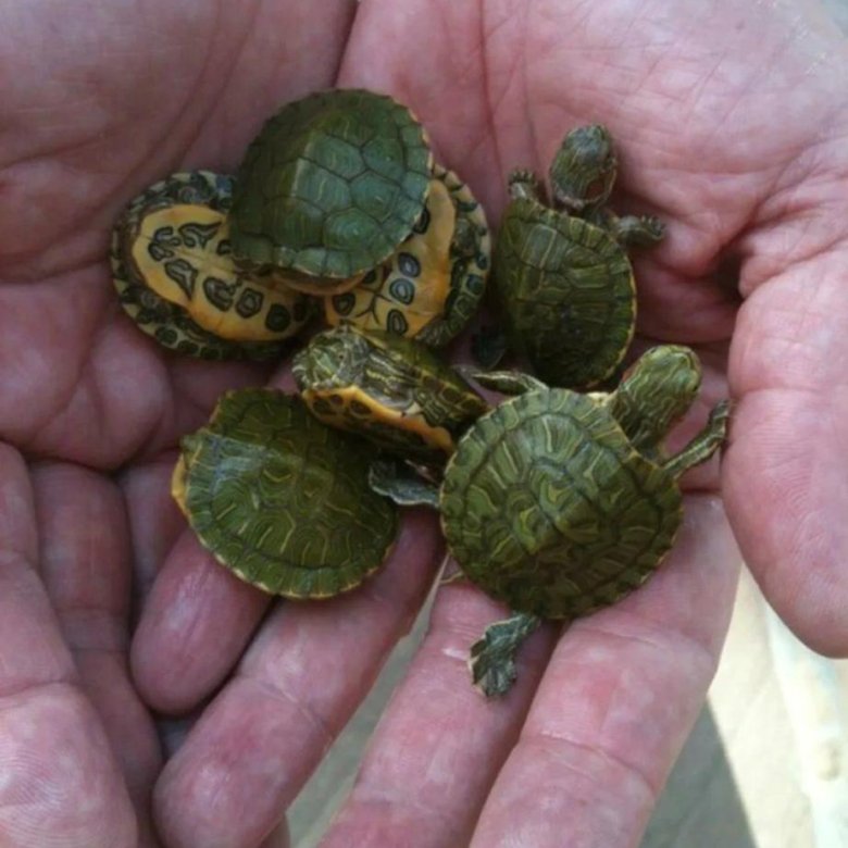 File:Common Map Turtle (Graptemys geographica) (36510522160).jpg - Wikipedia