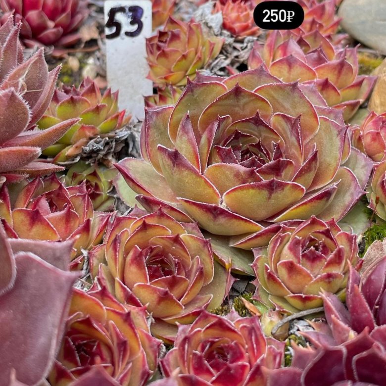 Зимостойкие уличные суккуленты – купить в Москве, цена 100 руб., дата ...