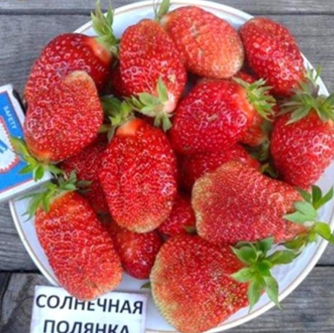 Саженцы клубники – купить в Томске, цена 40 руб., дата размещения: 09. ...
