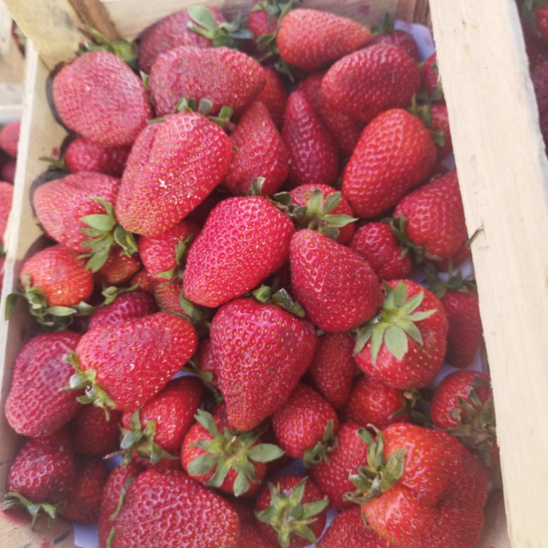 Клубника 🍓 – купить в Красноярске, цена 1 300 руб., дата размещения: 29 ...