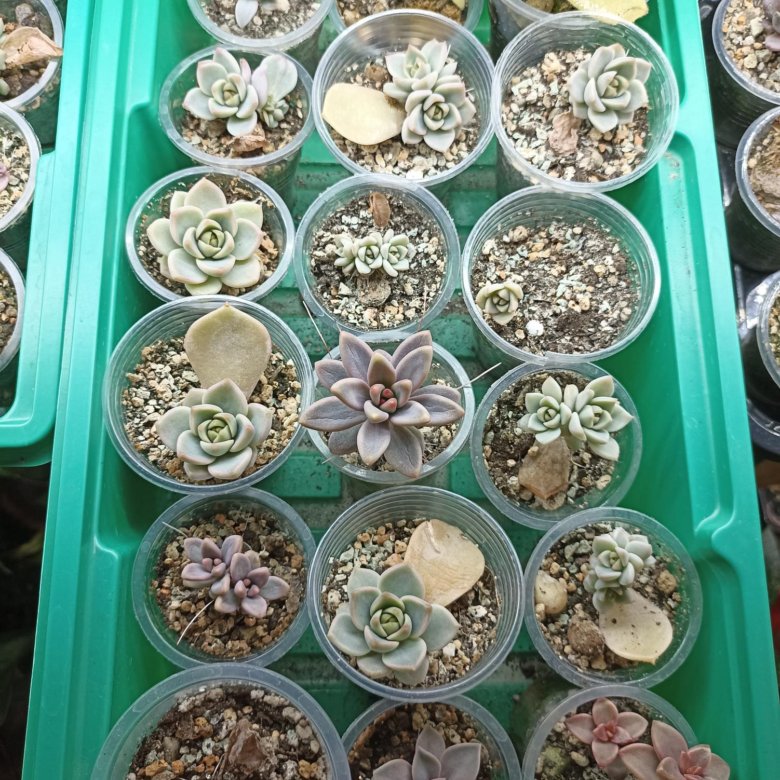 Суккуленты – купить в Владивостоке, цена 50 руб., дата размещения: 04. ...