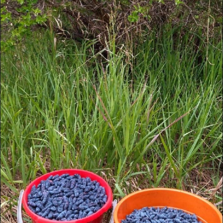 Жимолость – купить в Барнауле, цена 300 руб., дата размещения: 09.06. ...