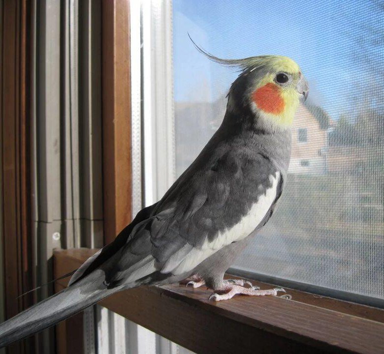 Корелла мальчик лютино. Самка кореллы зовет. Самка кореллы зовет. Попугай корелла лютино. Корелла лютино самка.