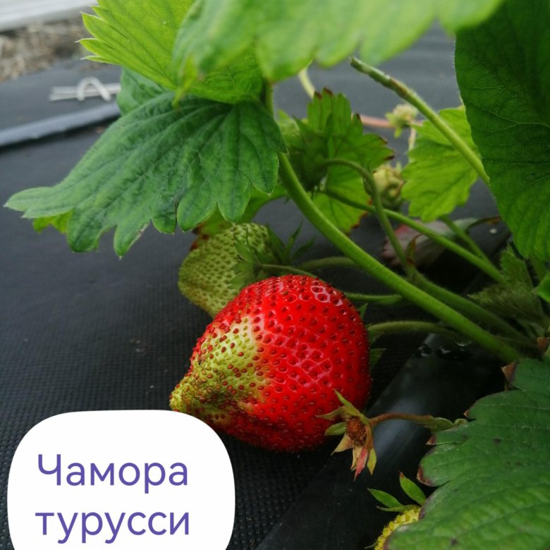 Саженцы Клубника Чамора Турусси – купить в Черниговке, цена 100 руб ...