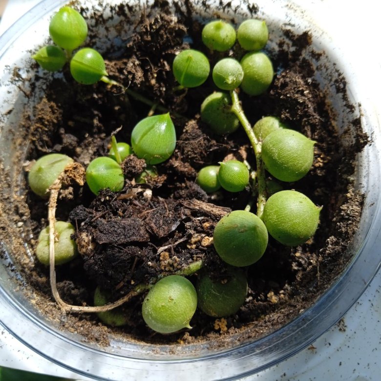 Суккуленты, кактусы – купить в Асбесте, цена 100 руб., дата размещения ...