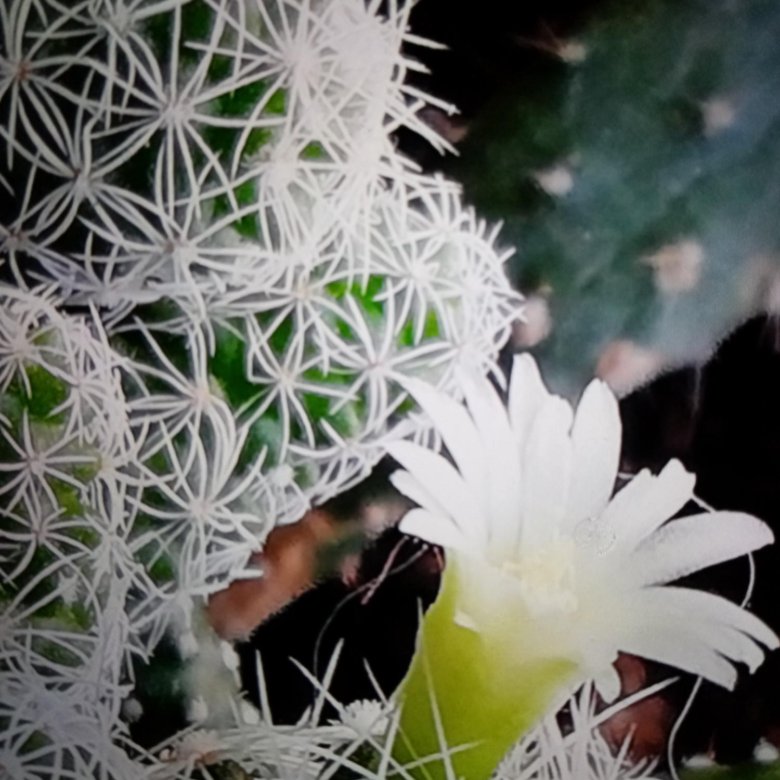 Кактусы – купить в Москве, цена 10 руб., дата размещения: 13.06.2024 ...