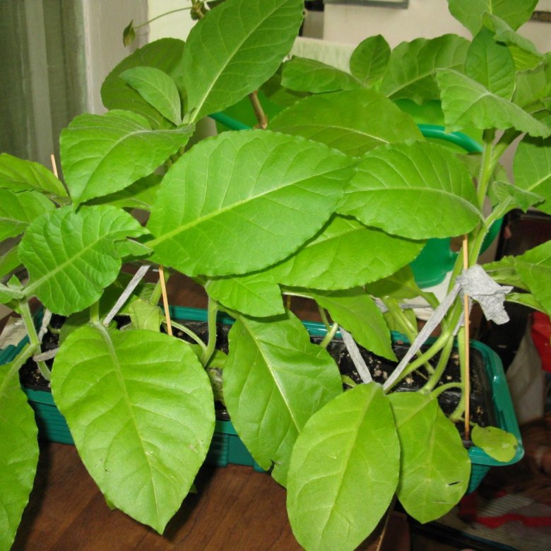 Рассада табака – купить в Москве, цена 200 руб., дата размещения: 10.06 ...