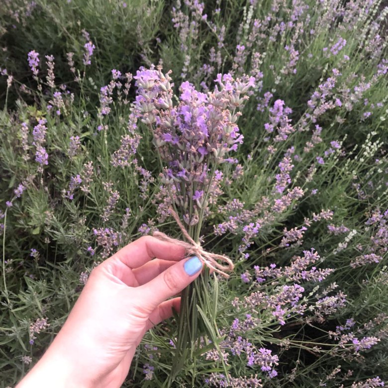 Лаванда – купить в Таганроге, цена 50 руб., истекает сегодня в 9:35 ...