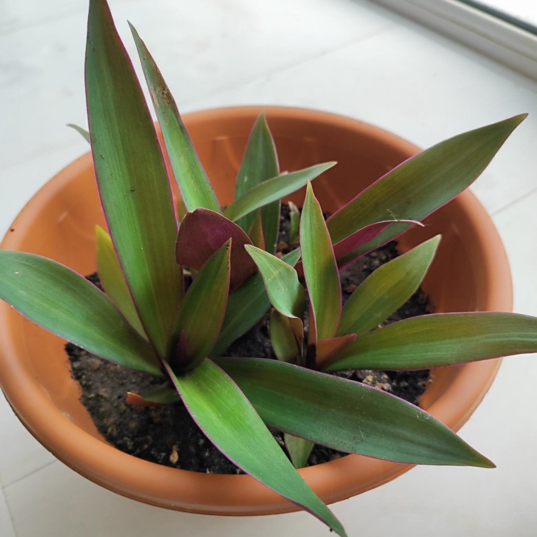 Домашние растения – купить в Москве, цена 50 руб., дата размещения: 27. ...