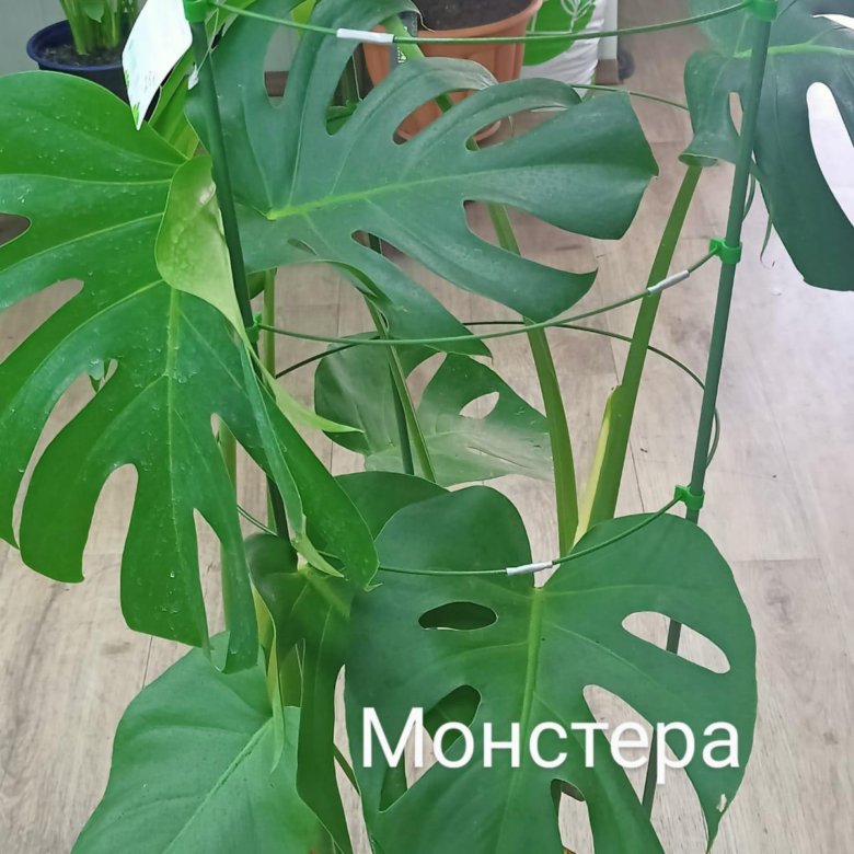 Монстера – купить в Ростове-на-Дону, цена 2 500 руб., дата размещения ...