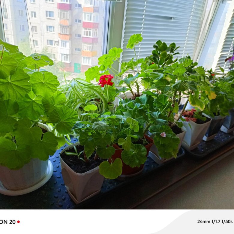 Комнатные цветы, много – купить в Сургуте, цена 100 руб., дата ...