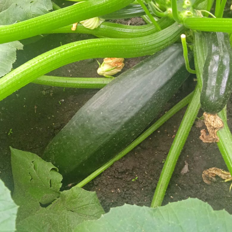 кабачки, чеснок – купить в Новосибирске, цена 20 руб., дата размещения ...