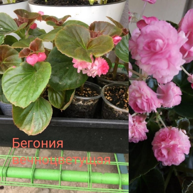 Комнатные цветы – купить в Краснослободске, цена 100 руб., дата ...