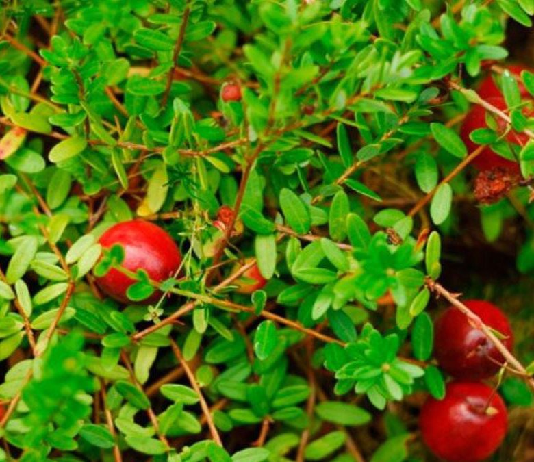 Продаю саженцы клюквы – купить в Батайске, цена 250 руб., дата ...