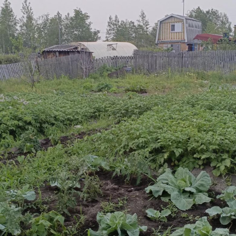 Дача – купить в Амурске, цена 80 000 руб., дата размещения: 08.08.2024 ...