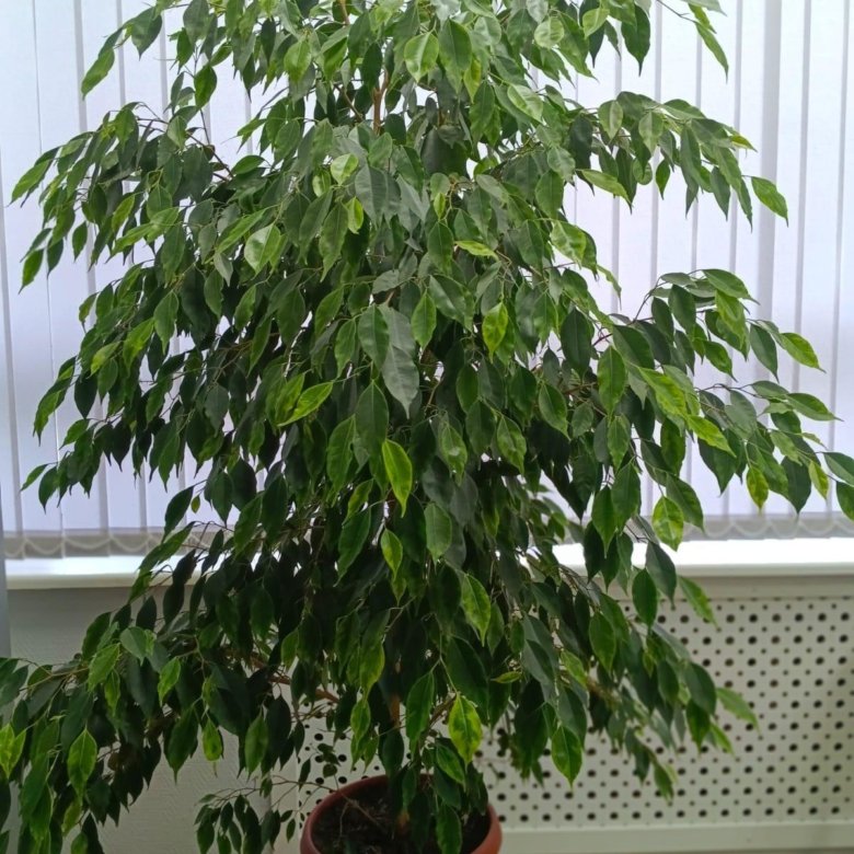 Продам фикус Бенджамина – купить в Саратове, цена 5 000 руб., дата ...