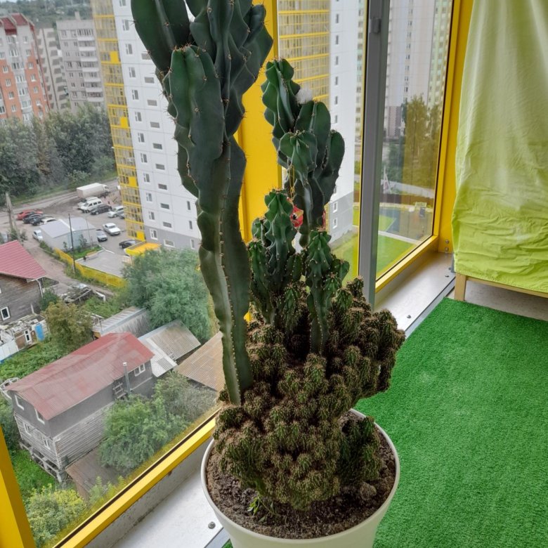 Кактус яблоневый красивый высокий( редкий вид ) – купить в Красноярске ...