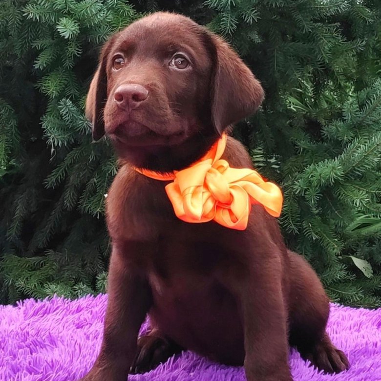 Питомник puppies. Питомник puppies