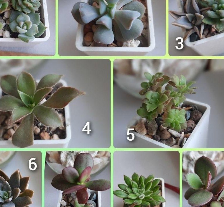 Суккуленты большой выбор – купить в Москве, цена 49 руб., дата ...
