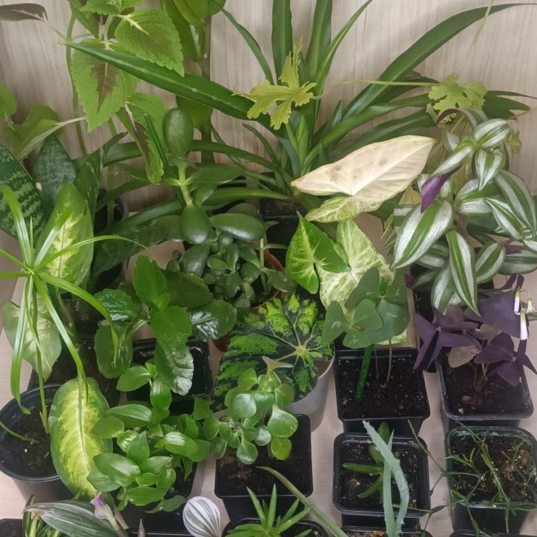 Домашние растения – купить в Красногорске, цена 100 руб., дата ...