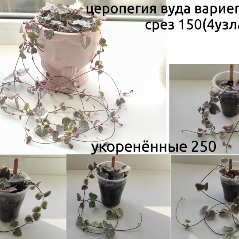 Комнатные растения цветы суккуленты – купить в Елизаветинской, цена 100 ...