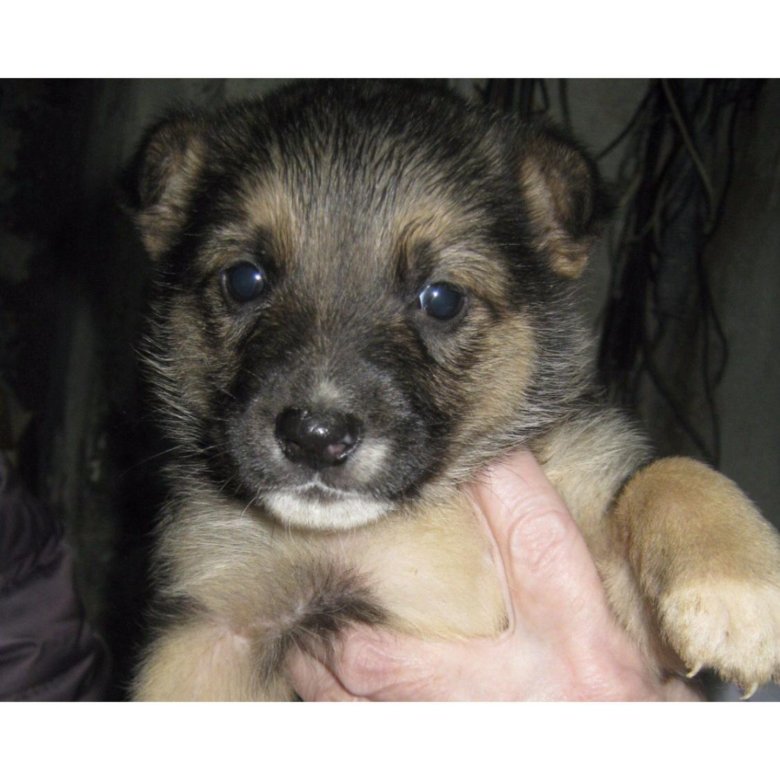 Взять щенка крупной. Взять щенка крупной. Щенки породные даром. Взять щенка крупной. Возьму щенка город ессентуки.