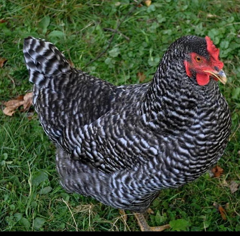 Полосатый плимутрок. Плимутрок порода кур. Плимутрок полосатый порода кур. Куры породы плимутрок описание фото отзывы. Плимутрок чешуйчатый полосатый.