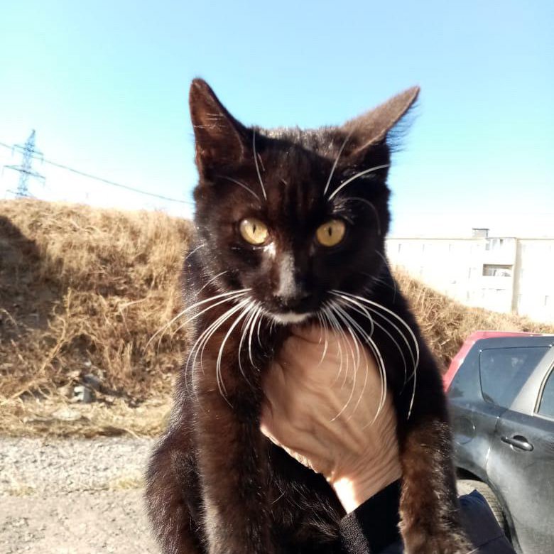 Коте котенок