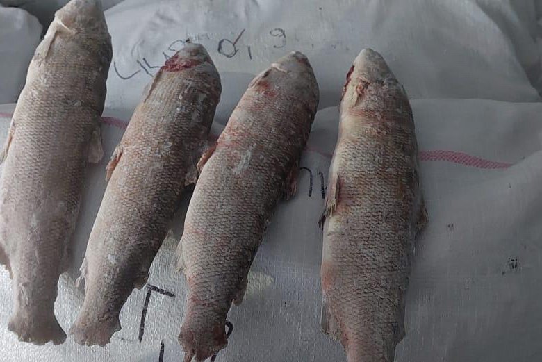 Рыба Чир – купить в Якутске, цена 800 руб., дата размещения: 29.12.2024 ...