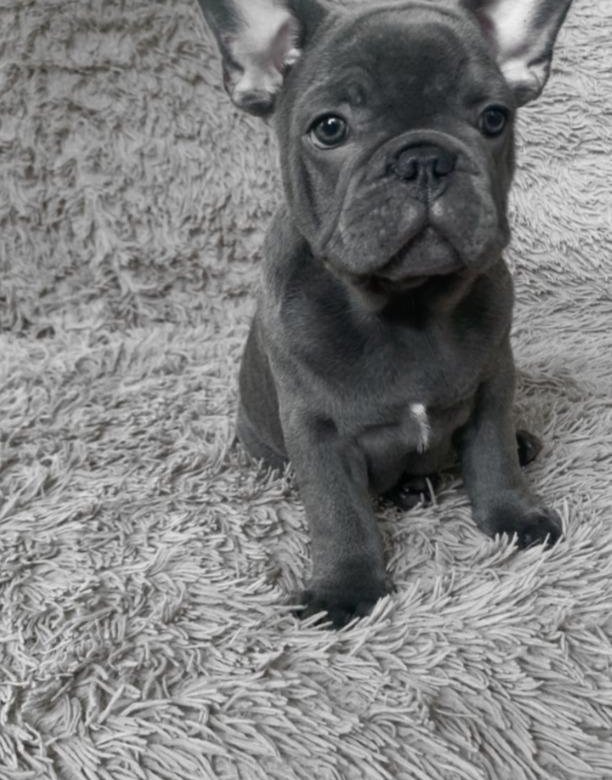 Щенки французского бульдога – купить в Москве, цена 20 000 руб., дата ...